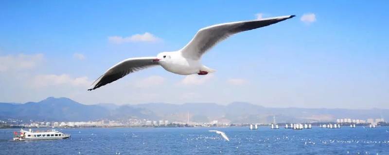 海鸥的象征（海鸥的象征意义什么）