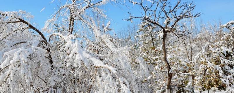 立春后下雪嗎（立春后還有雪嗎）