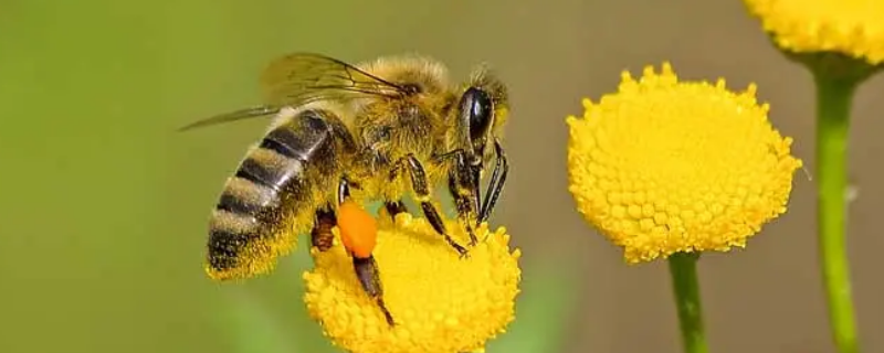 蜜蜂是什么動物（蜜蜂是什么動物類群）