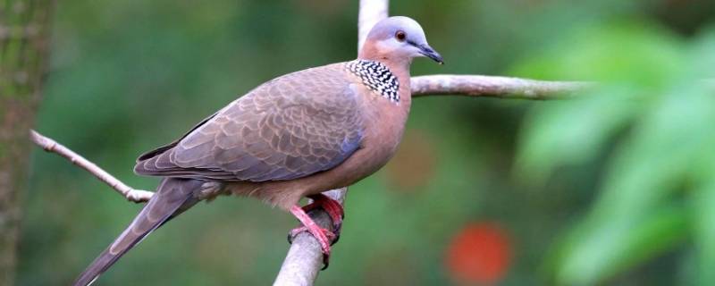 珠頸斑鳩吃什么食物（珠頸斑鳩吃什么食物,喝什么水）