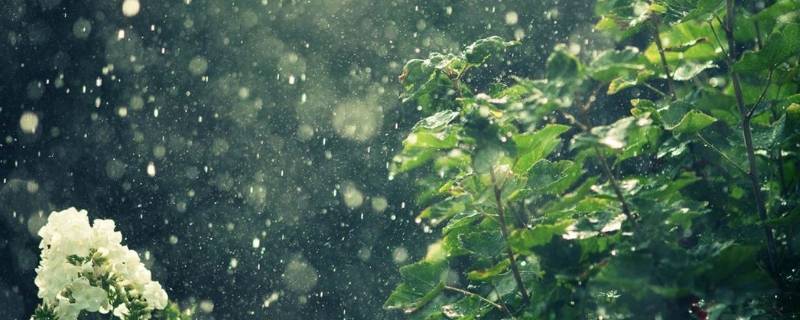 雨后无论是花草还是树木都怎么了（下雨时的花草树木）