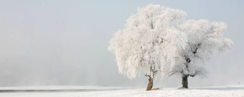 下雨有雾凇吗 下雪天有雾凇吗