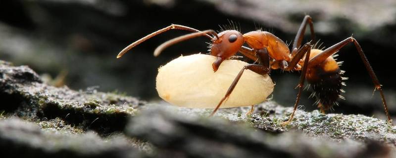 工蚁是公的还是母的（工蚁是雄的还是雌的）