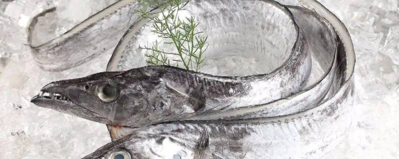 白眼帶魚和黃眼帶魚有什么區(qū)別 黃眼帶魚和白眼帶魚哪個(gè)好吃