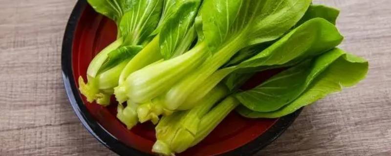 青江菜是什么菜?（青江菜是什么菜）