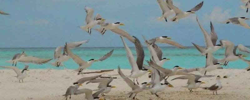 具體介紹一下西沙群島的海鳥 西沙群島的海鳥