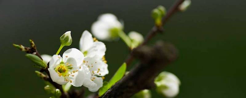 花是怎么来的 花甲是怎么来的