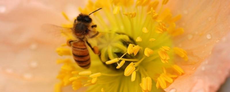 花粉里面有什么（花粉里面有什么七上生物）