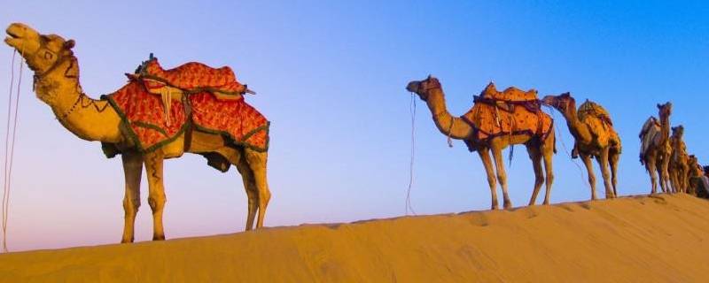 骆驼只有双峰驼一种吗 骆驼只有双峰驼一种吗正确还是错误