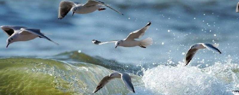 海邊常見的海鳥（海邊棲息著哪幾種海鳥）