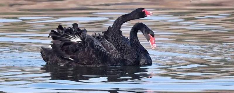 野生黑天鵝是幾級保護動物 黑天鵝屬于野生動物嗎