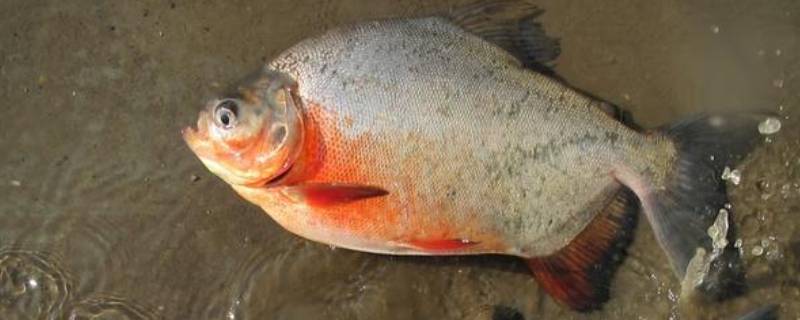 食人魚的祖先是什么 食人魚的起源