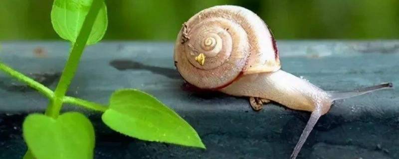 蜗牛要冬眠吗 蜗牛要冬眠吗?