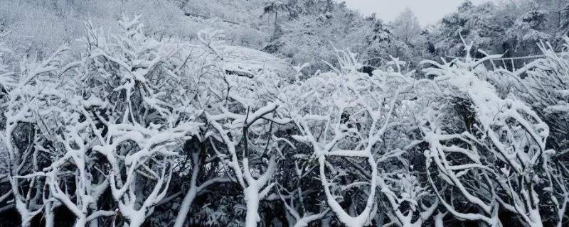 雪是什么状态的 雪是什么状态的?