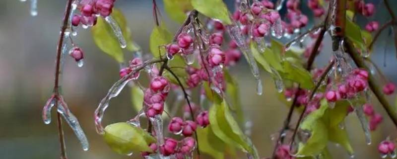 冻雨发生时我们外出时需要注意哪些问题