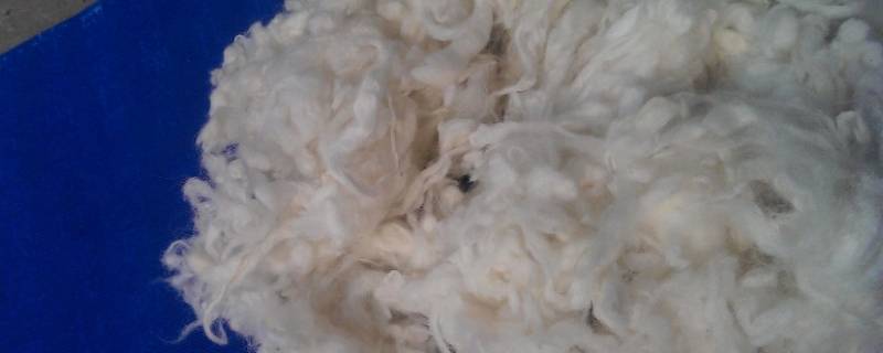 丝光羊毛和羊毛的区别 丝光羊毛和羊毛的区别哪个做女人内衣