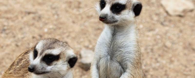 保護(hù)動物的建議（保護(hù)動物的建議20條英語）