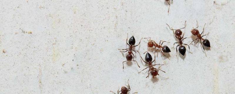 怎么消灭家里的蚂蚁 怎么消灭家里的蚂蚁窝
