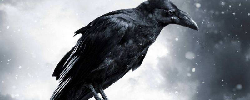 乌鸦全是黑色的吗 乌鸦为什么黑色