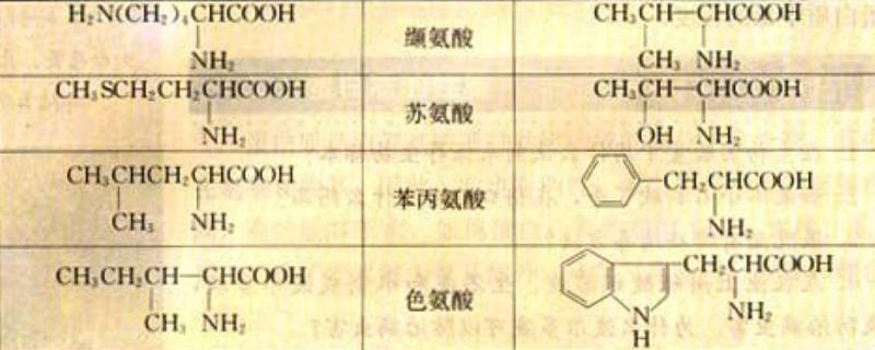 非必需氨基酸有幾種 必需氨基酸和非必需氨基酸有幾種