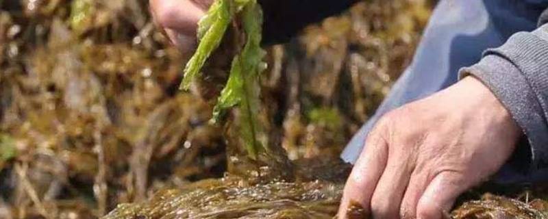 大連海麻線是什么菜（海麻線菜圖片）