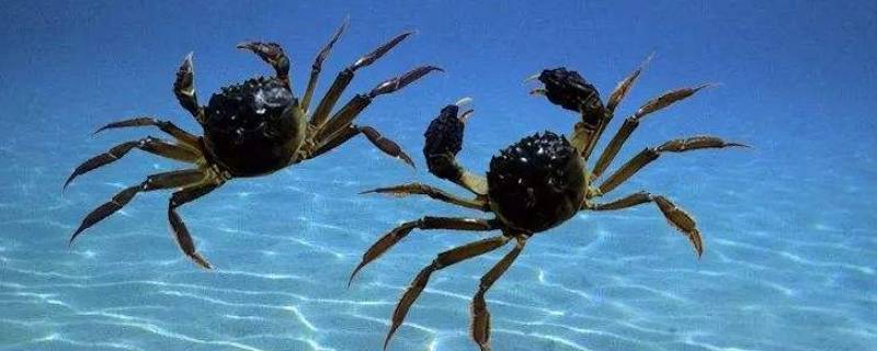 蟹钳有绒毛的是什么螃蟹 蟹钳有毛毛的是什么螃蟹