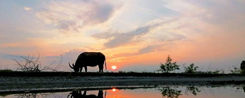 夕阳西下有哪些动物（夕阳西下的动物是什么动物）