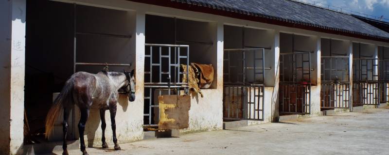 马住的地方叫什么（马住的地方叫什么地方）