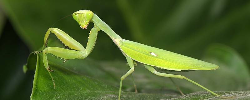 螳螂为什么有绿色和褐色 绿螳螂和褐色螳螂区别