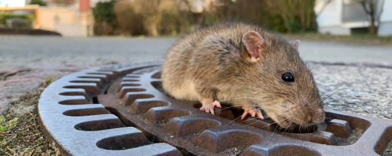 老鼠是什么科动物 鼠是什么科的动物