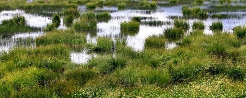 松潘草地在什么地方 松潘草原的草地是什么样的