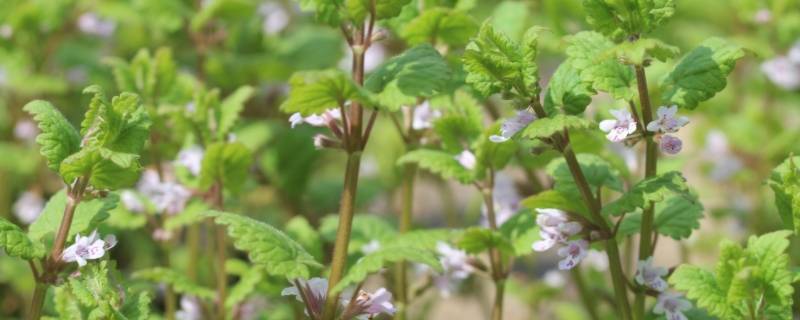 野草的雅称 野草的别称