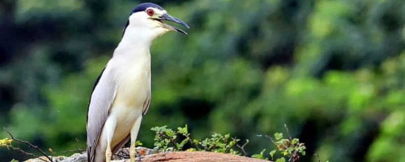 夜游鳥是幾級保護動物（夜游鳥是保護動物嗎）