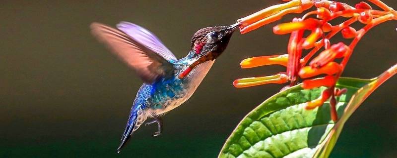 蜂鳥是保護動物嗎（朱紅蜂鳥是保護動物嗎）