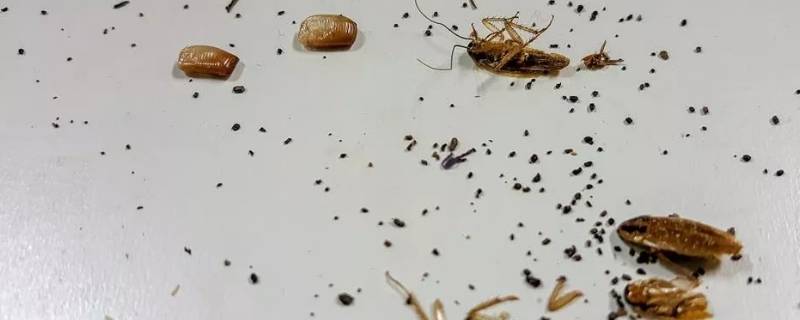 蟑螂粪便是什么样子的 蟑螂拉的屎是什么样子的?