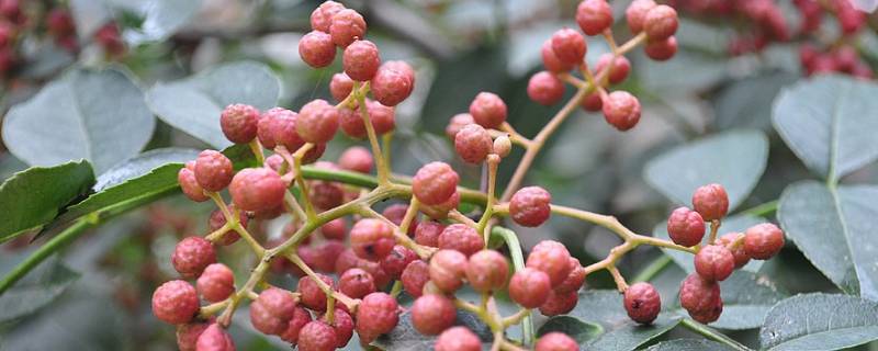 新鲜花椒如何长期保鲜 新鲜花椒如何长期保鲜和运输