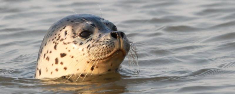 seal是什么动物（furseal是什么动物）