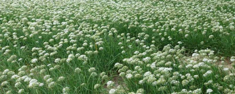 腌韭菜花幾天可以吃 韭菜花腌幾天才能吃