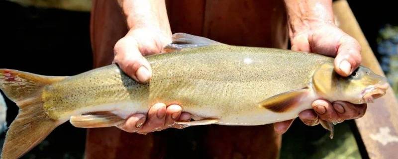 神農(nóng)架冷水魚是什么魚 神農(nóng)架 冷水魚