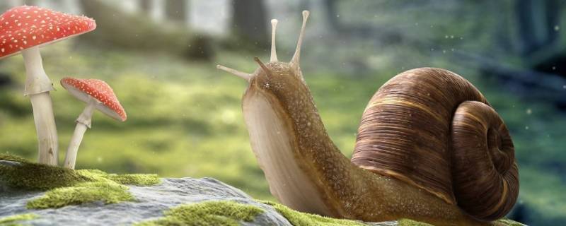 蜗牛的特征 蜗牛的特征和特点是什么