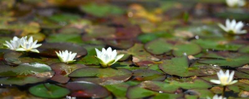 莼菜是什么菜 莼菜是什么菜图片