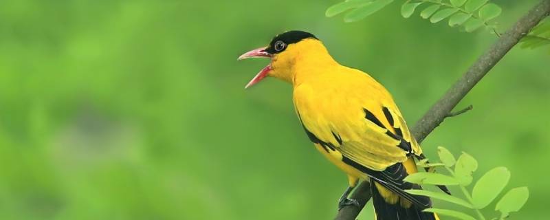 黃鸝百靈是兩種鳥嗎 黃鸝鳥和百靈鳥是一樣的嗎