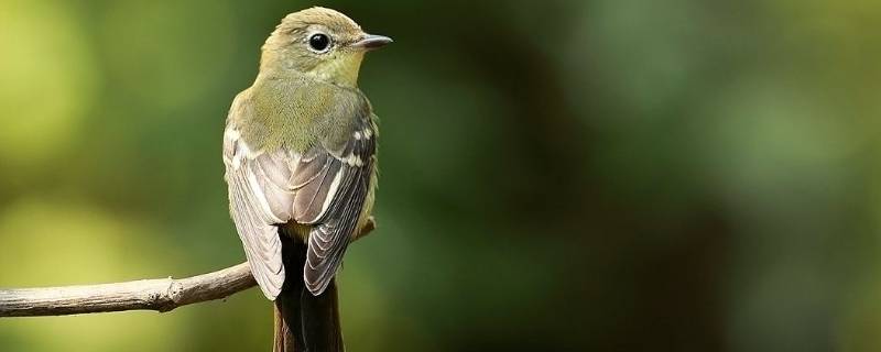 怎么判斷是不是鳥屎 鳥屎是什么樣