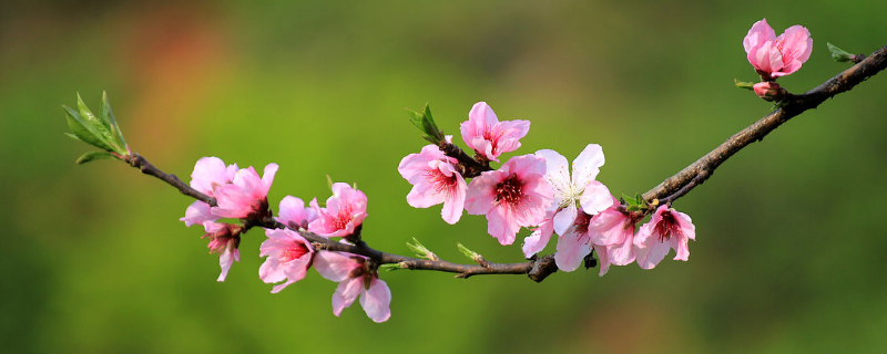 桃花是什么季节的 大林寺桃花是什么季节的