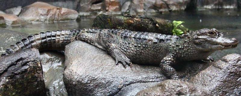 揚子鱷是幾級保護動物 揚子鱷是幾級保護動物又有什么之稱