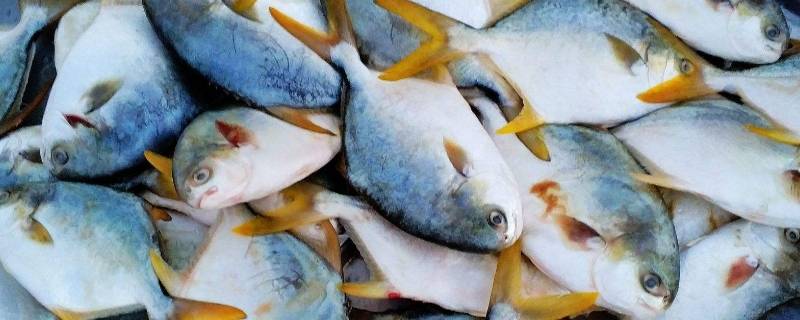 鯧魚有幾個品種 鯧魚有幾個品種那一種吃了好