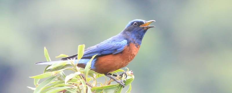 鳥睡覺閉眼睛嗎（鳥閉上眼睛是在睡覺嗎）