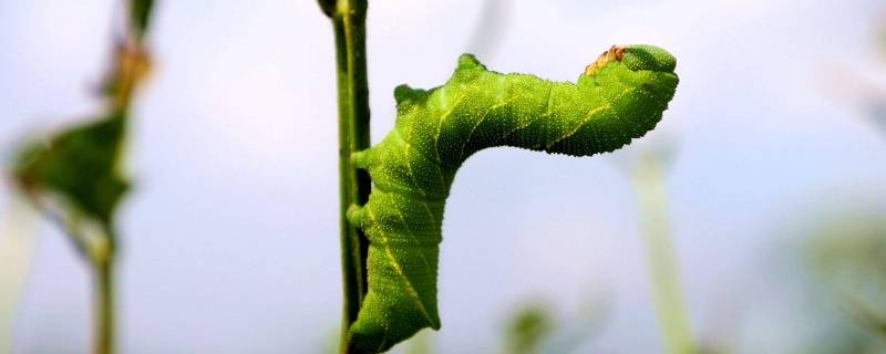 大绿虫子怎么清理内脏（大绿虫子怎么清理内脏的东西）