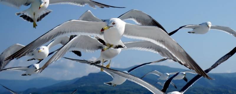 海鳥種類（海鳥種類大全）