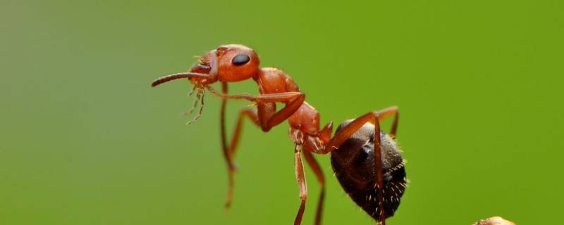 蚂蚁在家里做窝怎么处理 蚂蚁在家里做窝怎么办